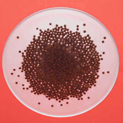 Menthol Dissolving Beads - Brown